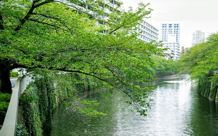 No.125　目黒川沿いのグリーンと調和するマンション3LDKのインテリアコーディネート：画像2