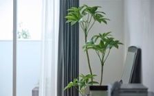 No.291：10畳ワンルームを彩る。大人女子のパープルインテリア：画像26