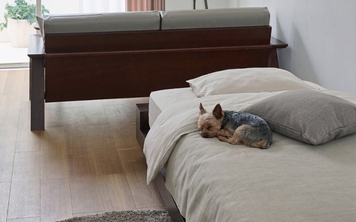 No.318：犬が喜ぶ最適な空間。ワンルーム10畳の快適ライフ：画像3