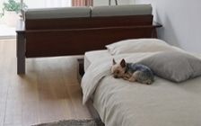 No.318：犬が喜ぶ最適な空間。ワンルーム10畳の快適ライフ：画像3