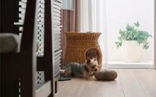 No.318：犬が喜ぶ最適な空間。ワンルーム10畳の快適ライフ：画像11