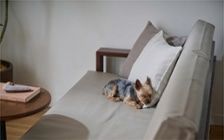 No.318：犬が喜ぶ最適な空間。ワンルーム10畳の快適ライフ：画像22